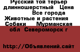 Русский той-терьер длинношерстный › Цена ­ 7 000 - Все города Животные и растения » Собаки   . Мурманская обл.,Североморск г.